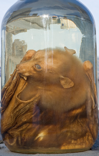 Photo of a flying fox from the Academy's collection by Rosamund Purcell